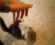 Scottish Cute Baby Cat Fold munchkin from shy crying
