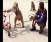 Welcome to Funny Animals,Funny Monkey will puts you in good mood for the whole day.&#60;br/&#62;&#60;br/&#62;Have fun and enjoy watching this video.&#60;br/&#62;&#60;br/&#62;dont forget to leave like and subscribe for more fresh and funniest content that coming soon.&#60;br/&#62;&#60;br/&#62;