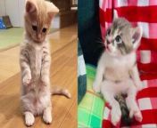 Surprising Cat Moments That Will Make You Laugh from kitty mov
