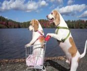 Funny dogs Maymo and Penny take the ultimate journey by way of a shopping cart. Watch these cute beagle dogs traverse the deep woods, a hair salon, a gym, even a hospital to make it to their final destination where these two silly pups retrieve their well-deserved reward.