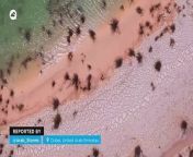 In just a few hours, the rainfall that falls in a year and a half in this area of the United Arab Emirates was recorded, favoring the appearance of temporary rivers and lakes in the middle of the desert.