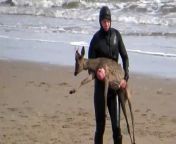 A paddleboarder saved a deer from drowning after it was chased into the sea by a dog.&#60;br/&#62;&#60;br/&#62;The man went to the rescue as the helpless animal struggled to keep its head above the waves at Cleethorpes, Lincs.