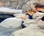 Little girl with white dolphin