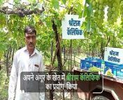 Farmers from Maharashtra share how a specialized fertilizer, Shriram QualiFert, boosted grape productivity. They attest to experiencing good plant growth with no complaints of fruit splitting. Visit https://www.youtube.com/watch?v=iXPmWRbocOQ