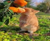 Get ready for a delightful dose of bunny cuteness in our adorable rabbit eating orange video! Watch as these fluffy friends nibble away at juicy oranges, their tiny noses twitching with each delightful bite. With eyes as bright as the citrus they devour, these furry foodies are sure to melt your heart. Whether they&#39;re munching on a slice or playfully tossing it around, their adorable antics will leave you smiling from ear to ear. Join us for a wholesome moment of joy as we witness the simple pleasure of rabbits enjoying their favorite snack