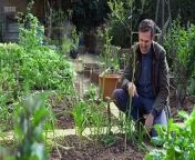 Gardeners World 2024 Episode 7 - In the serene expanse of his newly conceptualized woodland border, Adam Frost is joined by his feline companion, Ash the cat, in bringing this vision to life. Adam is deeply immersed in enhancing this verdant space and doesn&#39;t miss the opportunity to share his expertise as he nurtures his vegetable plot. He generously offers invaluable advice on cultivating native bluebells to ensure they thrive in their natural habitat.