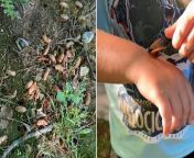 Cicadas begin emerging in parts of South Carolina from carolina rocha fakes