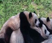 The bond between a mother and her cub is a treasure to behold, especially when it involves giant pandas. In an endearing video captured by the China Conservation and Research Center for Giant Panda, panda mom Zhang Ka is seen playing with her cub, An Bao. Buzz60’s Maria Mercedes Galuppo has the story.