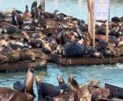 San Francisco&#39;s iconic Fisherman&#39;s Wharf district is experiencing an unprecedented surge in sea lions, with over one thousand spotted at Pier 39, the highest number in 15 years.