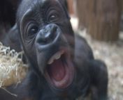 A baby gorilla teased zoo-goers by pulling funny faces at them. &#60;br/&#62;&#60;br/&#62;Lucie Štěpničková, 37, was visiting Prague Zoo on May 5, 2024, when the two gorillas started playing in their enclosure. &#60;br/&#62;&#60;br/&#62;The baby, Mobi, four months old - a critically endangered western lowland gorilla - was born in January 2, to mother Duni.&#60;br/&#62;&#60;br/&#62;During Lucie&#39;s visit, Mobi was playing by the windows and pulling funny faces at the onlookers.