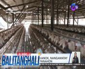 Pati mga manok, apektado sa init!&#60;br/&#62;&#60;br/&#62;&#60;br/&#62;Balitanghali is the daily noontime newscast of GTV anchored by Raffy Tima and Connie Sison. It airs Mondays to Fridays at 10:30 AM (PHL Time). For more videos from Balitanghali, visit http://www.gmanews.tv/balitanghali.&#60;br/&#62;&#60;br/&#62;#GMAIntegratedNews #KapusoStream&#60;br/&#62;&#60;br/&#62;Breaking news and stories from the Philippines and abroad:&#60;br/&#62;GMA Integrated News Portal: http://www.gmanews.tv&#60;br/&#62;Facebook: http://www.facebook.com/gmanews&#60;br/&#62;TikTok: https://www.tiktok.com/@gmanews&#60;br/&#62;Twitter: http://www.twitter.com/gmanews&#60;br/&#62;Instagram: http://www.instagram.com/gmanews&#60;br/&#62;&#60;br/&#62;GMA Network Kapuso programs on GMA Pinoy TV: https://gmapinoytv.com/subscribe