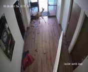 A confused deer smashed through the window of a bank in Lockhart, Texas, USA.&#60;br/&#62;&#60;br/&#62;CCTV footage from the First Lockhart National Bank shows the small deer flying head first into the bank with glass showering everywhere.&#60;br/&#62;&#60;br/&#62;The poor animal ran through the building for approximately 20 minutes looking for a way out on March 28.&#60;br/&#62;&#60;br/&#62;It was eventually able to exit after Animal Control officers intervened.